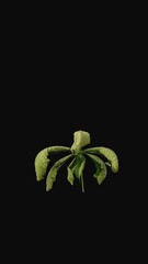 Wall Mural - Time lapse of drying green Chestnut tree leaf with ALPHA transparency channel isolated on black background, vertical orientation