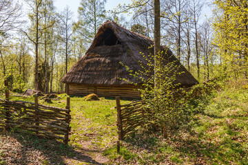 Wall Mural - Longhouse in a forest at spring