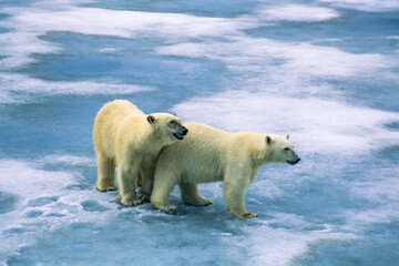 Wall Mural - Polar bears on the ice at Svalbard