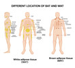 Different location of White Adipose Tissue and Brown Adipose Tissue. Vector medical illustration. Infographic.
