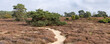 Panorama landscape Nature park Drouwenerzand at Hondsrug between the towns Gasselte and Drouwen in Drenthe province in The Netherlands