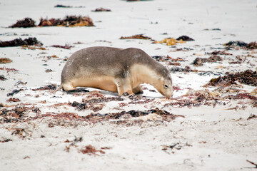 Wall Mural - the sea lion pup is looking for its mother