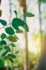 Eucalyptus leaves. branch eucalyptus tree nature background