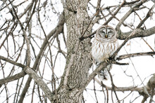 Straight On View Of A Barred Owl Sleeping In Oak Tree