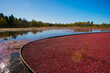 © Cavan Images - Maine wet cranberry harvesting