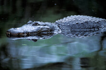Mississippi- Alligator (Alligator Mississippiensis) Alligator Farm, St. Augustine, Florida, USA