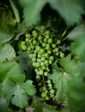 Young Grapes Grow On Vines In Argentina. (selective Focus).