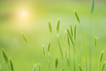 Wall Mural - green grass in sunlight. beautiful spring background. selective focus.