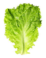 Wall Mural - Lettuce Leaf on transparent background. png file