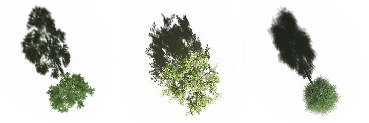 tree with a shadow under it, top view, isolate on a transparent background, 3d illustration