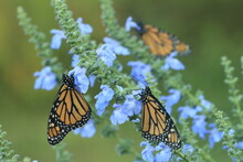 Monarch Butterflies (Danaus Plexippus) On Blue Sage (Salvia Azurea)
