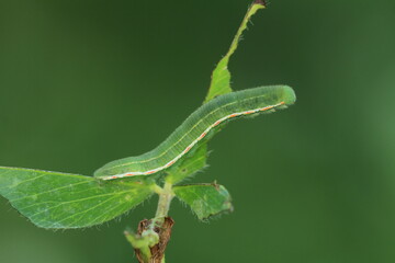 Canvas Print - clouded sulfur butterfly Colias philodice caterpillar on clover 