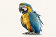 Blue And Yellow Macaw On White Background Generative AI
