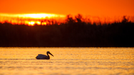 Poster - pelicans in the Danube Delta at sunrise in romania