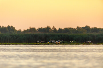 Poster - pelicans in the Danube Delta at sunrise in romania