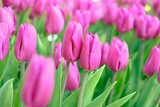 Fototapeta Tulipany - pink tulips in full blooming