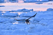 © Tonic Ray Sonic - Bird watching with floating ices in winter