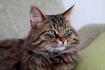 Wall Mural - A portrait of a Norwegian forest cat adult male