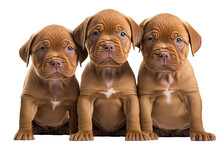 Dogue De Bordeaux Puppies Love At First Sight