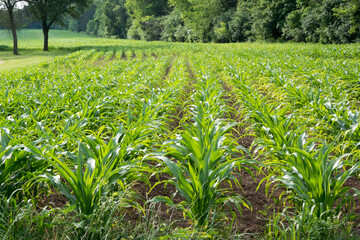 Sticker - Rows Of Corn Growing In The Field In Summer