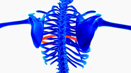 Human skeleton anatomy for medical concept 3D illustration with blue and orange color combination