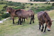 Brown horses in summer at White Cliffs of Dover, England Great Britain