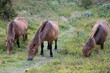 Wild Horses at White Cliffs of Dover, England Great Britain