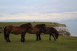 Grazing horses at White Cliffs of Dover, England Great Britain