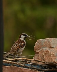 female house sparrow