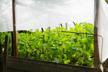 Canvas Print - Bunch of green pepper on a plant during ripening. outdoors. Home farming. Canopy from the sun.