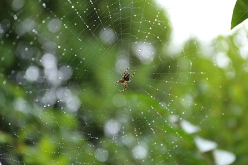 spider on web