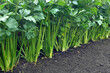green frash petiole  celery plantation (leaf vegetables) in the vegetable garden