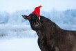Funny black andalusian horse dressed for Christmas with santa hat on its head
