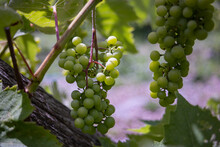 Grapes On Vine. Unripe Grape Clusters On The Vine. 