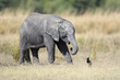 Young elephant looking at bird in Africa