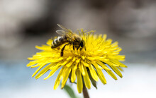 Close-up Of Honey Bee Pollinating On Yellow Dandelion