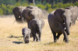 elephants in the savannah walking forward