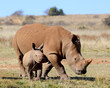 Rhino and calf in Africa