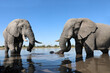 Elephants in the water up close!