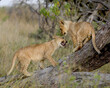 lion cubs in Africa on tree