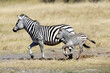 zebras mother and baby running in the wild