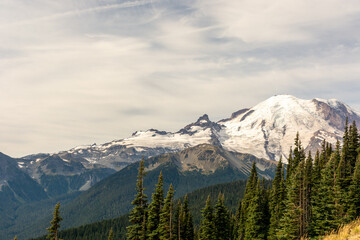 Wall Mural - Rainier Trees