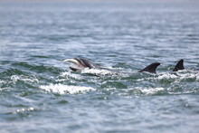 Wild  Bottlenose Dolphins Tursiops Truncatus Eating Salmon Close To The Shore  Caught While Wild Hunting For Salmon  At Channory Point On The Blackisle In The Moray Firth In Scotland.
 