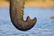 Trunk of an elephant up close