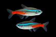 neon tetra lampfish with a shining blue-red stripe on black background.