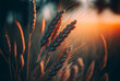 Wheat field at sunset, close up