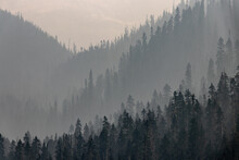 Forest With Smoke From Forest Fires In The Summer In The Rocky Mountains In Canada