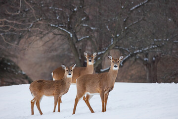 three deer posing in the snow