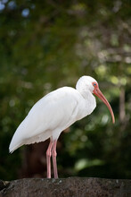 Close Up Of A White Ibis