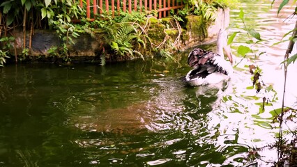 The pelican bird (Pelecanus onocrotalus) is swimming in a water reservoir surrounded by green trees